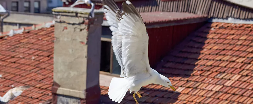 Residential Chimney Animal Removal Solution in Homestead, FL