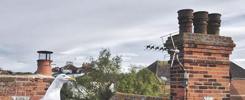Chimney Cleaning And Restoration in Homestead, Florida